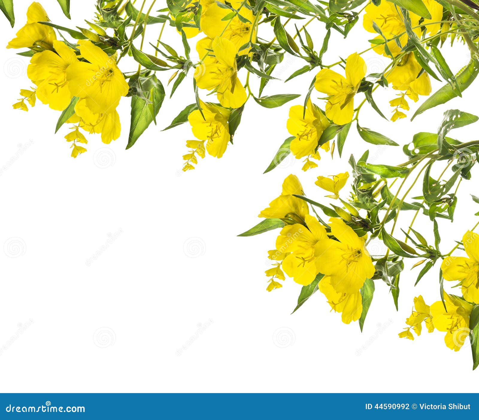 Download 1 154 809 Yellow Flowers Photos Free Royalty Free Stock Photos From Dreamstime
