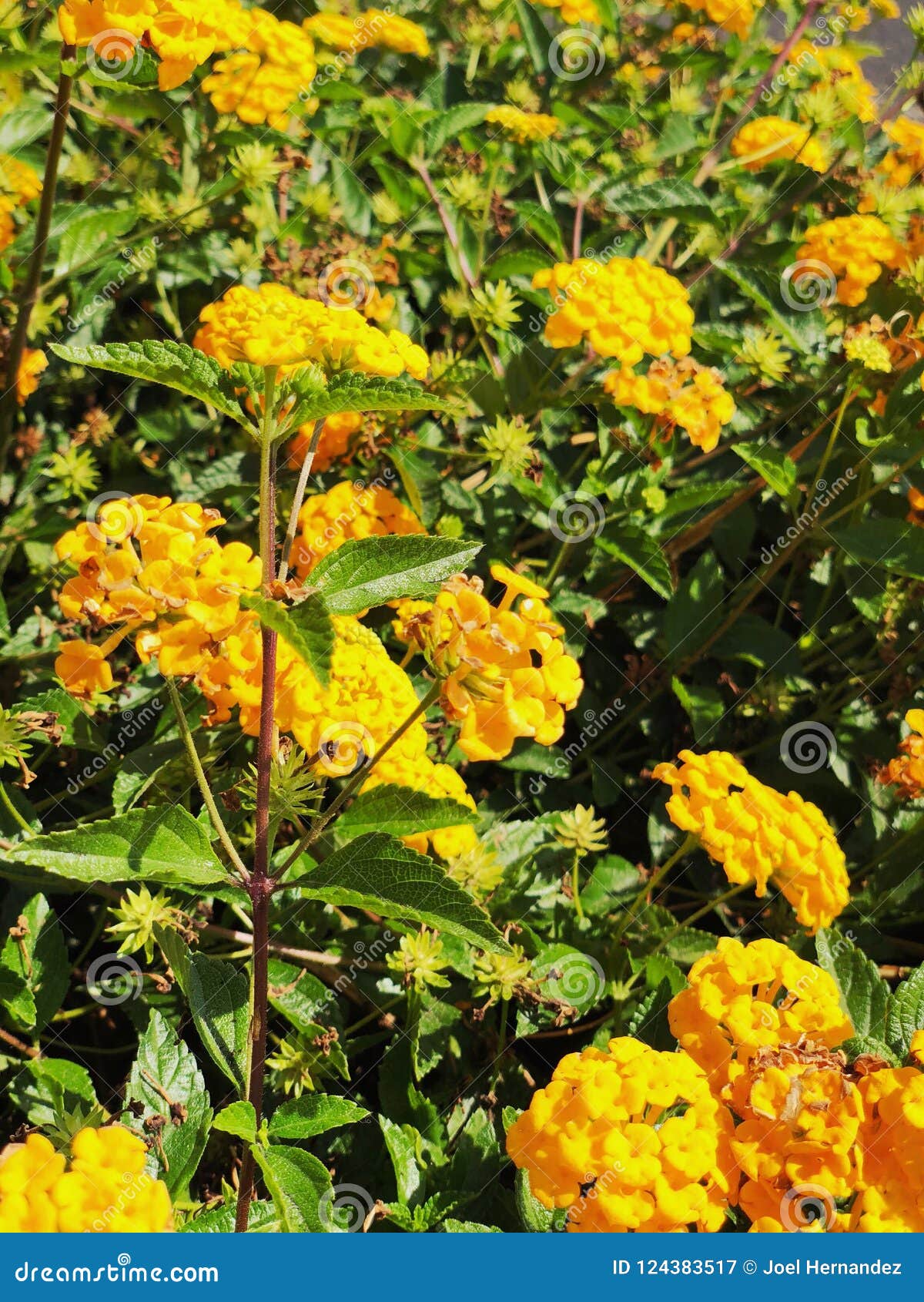 Each Flower Is Unique RoyaltyFree Stock Photo