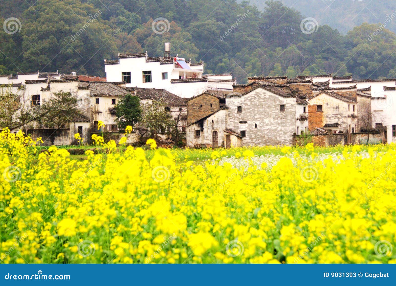 Yellow flowers in farm stock image. Image of destination 9031393