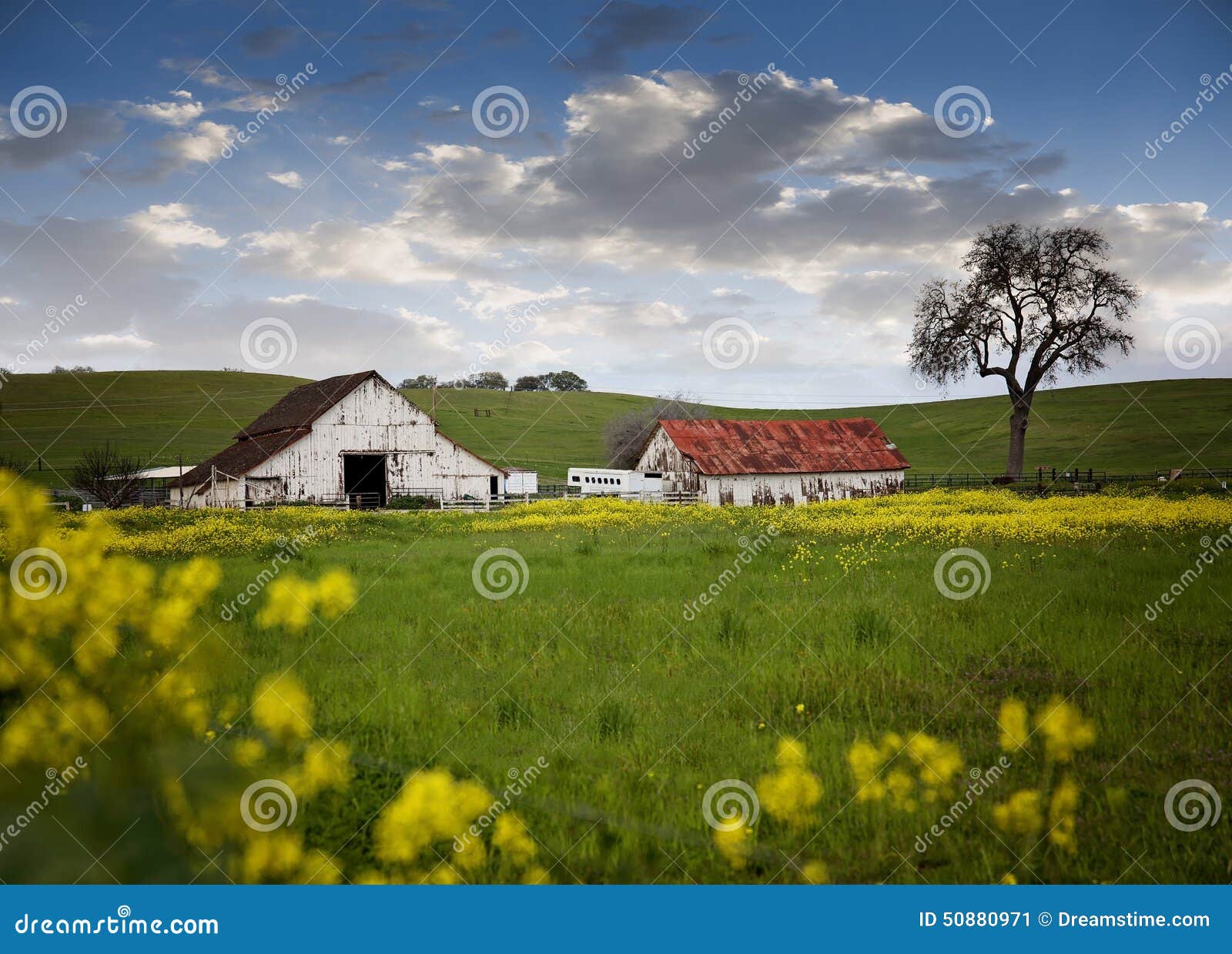 Yellow flowers farm stock image. Image of barn, spring 50880971
