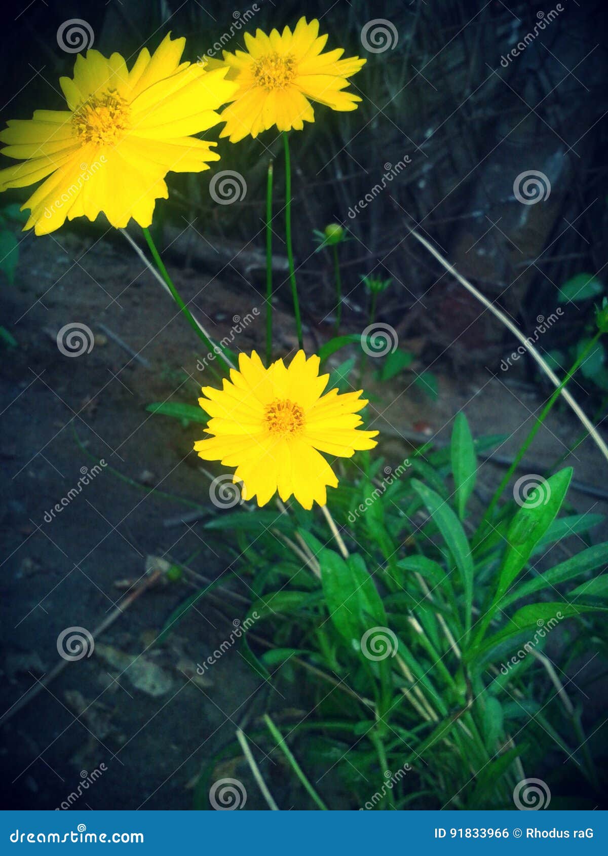 Yellow flowers feel stock photo. Image of flowers, feel 91833966