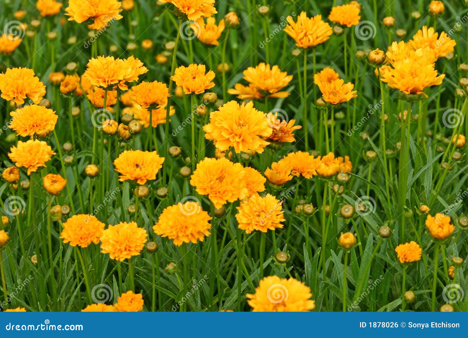 243,698 Gold Flower Stock Photos - Free & Royalty-Free Stock Photos from  Dreamstime