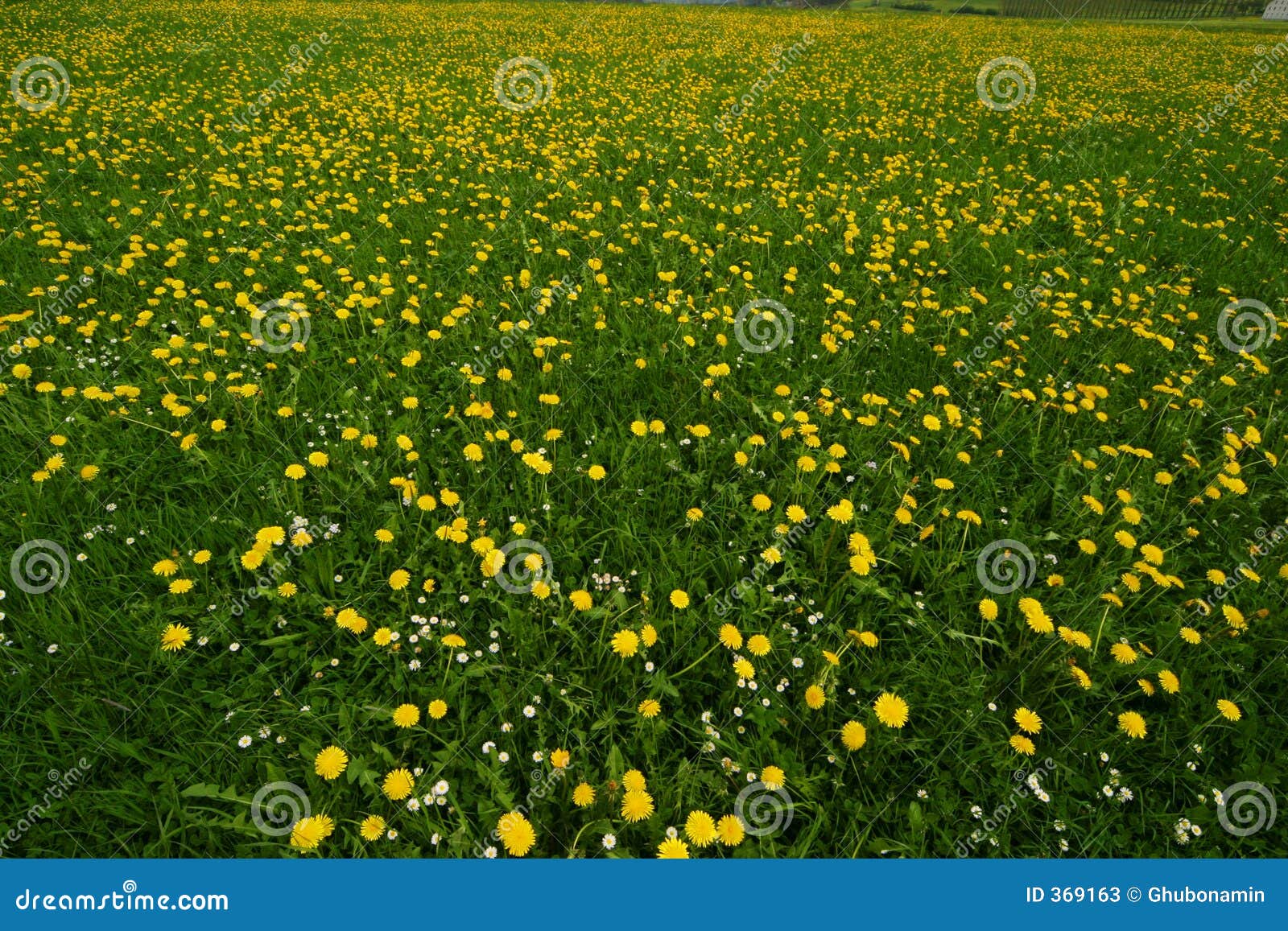 Yellow flowers in field stock image. Image of field, scenic 369163