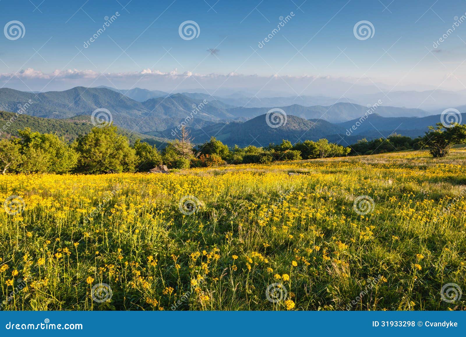 Yellow Flowers Field Appalachian Trail Nc Stock Photo Image Of Vista