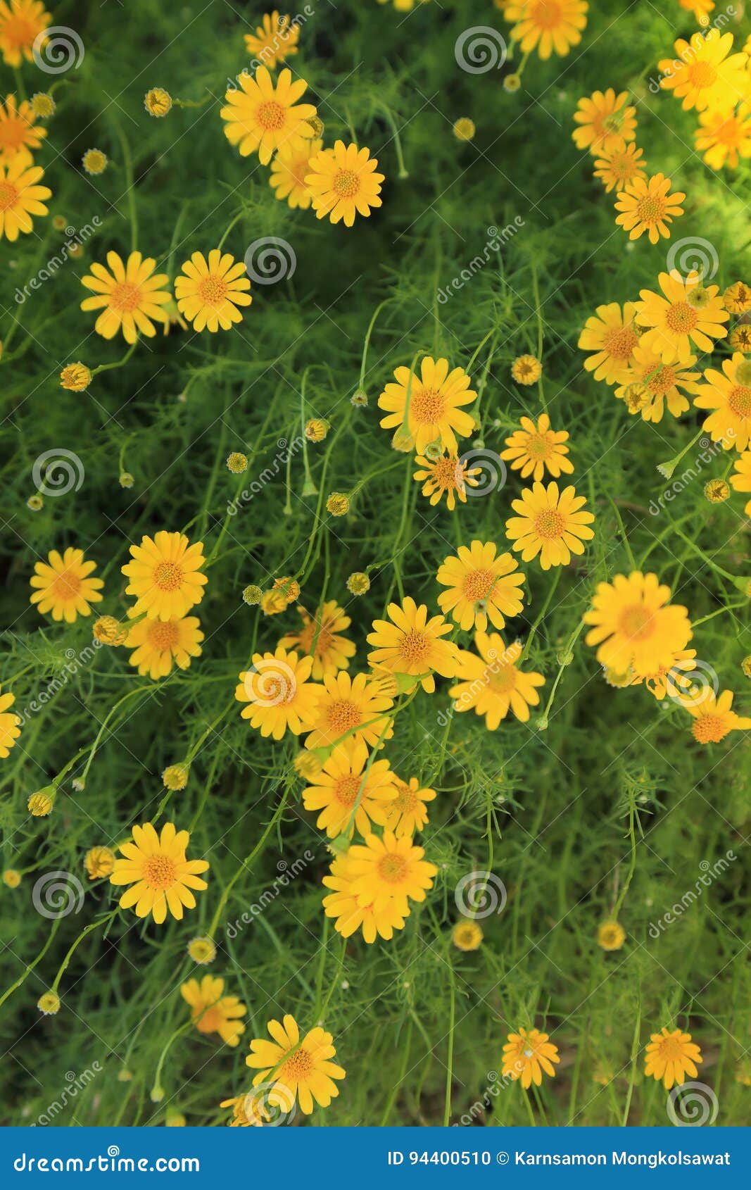Yellow Dahlberg Daisy (Gold Carpet or Gloden Fleece) Flowers Field for