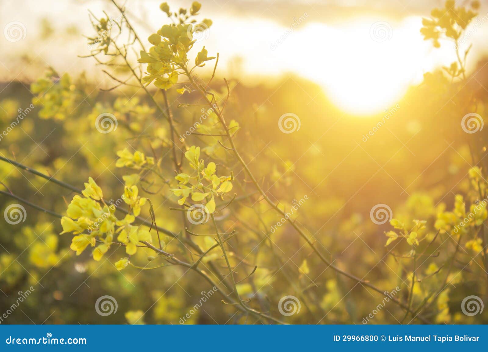 Flowers in the Field at Sunset Stock Photo - Image of candid, flower