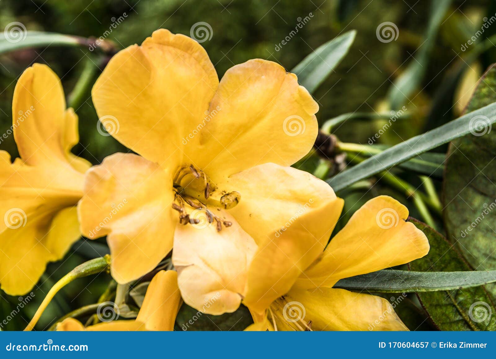 yellow flowers with five petals