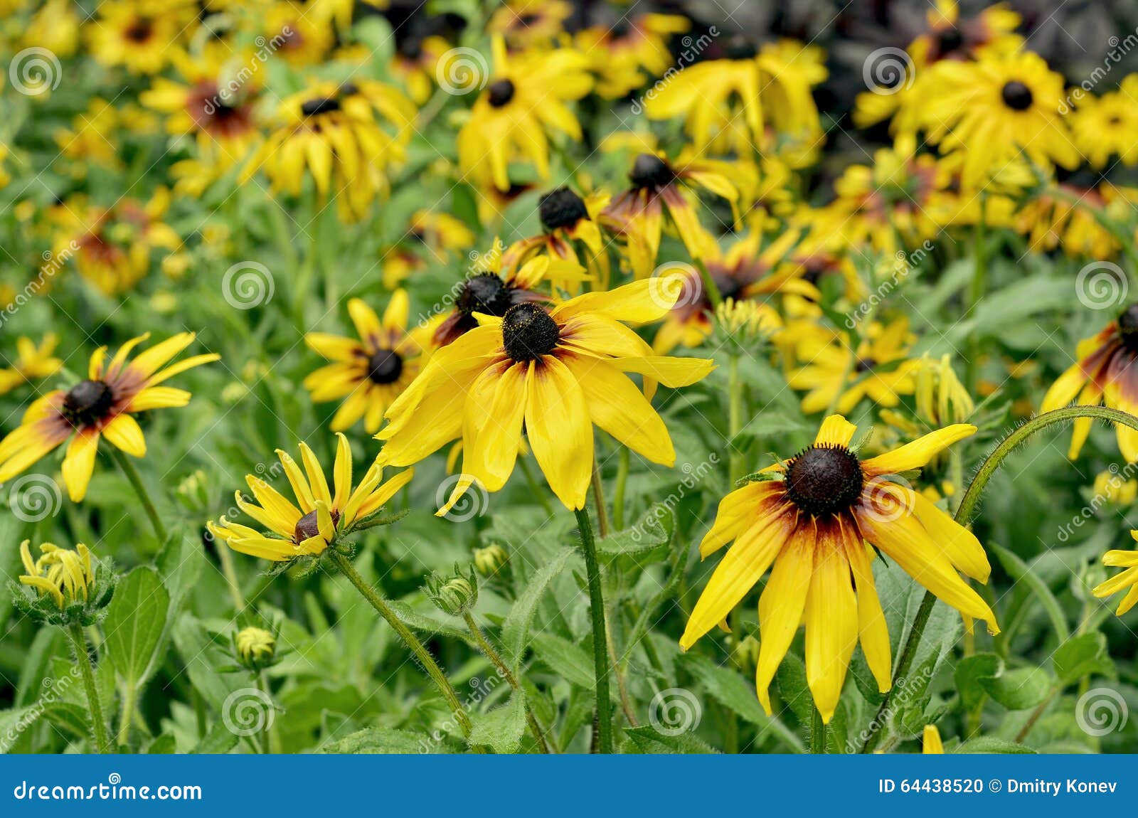 Yellow Flowers in the Flower Bed in Summer Stock Photo Image of
