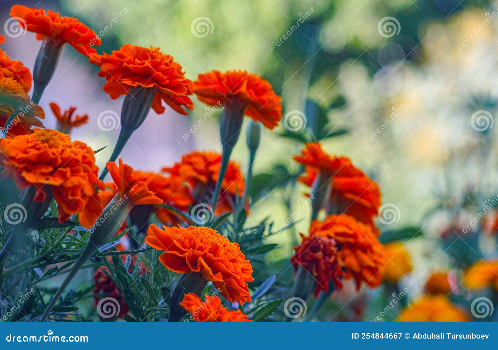 Yellow Flowers in the Flower Garden Stock Image Image of growth, leaf