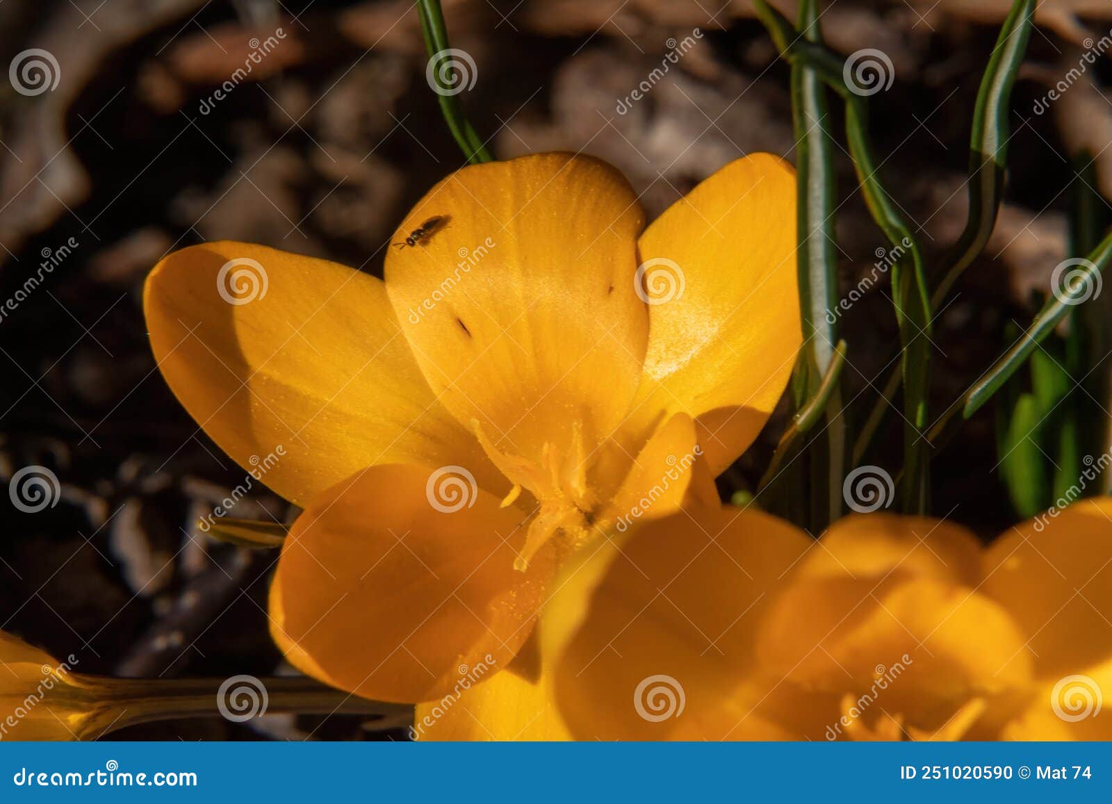 Yellow Flowers in the Forest Stock Photo Image of green, crocus