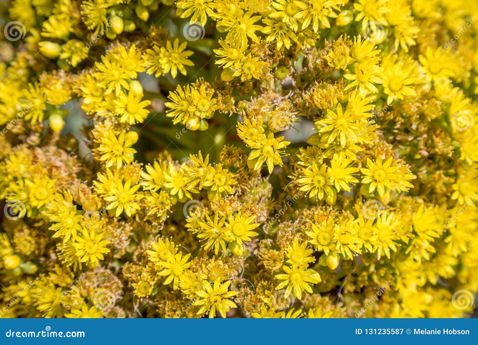 Yellow Flowers stock image. Image of delicate, flower - 131235587