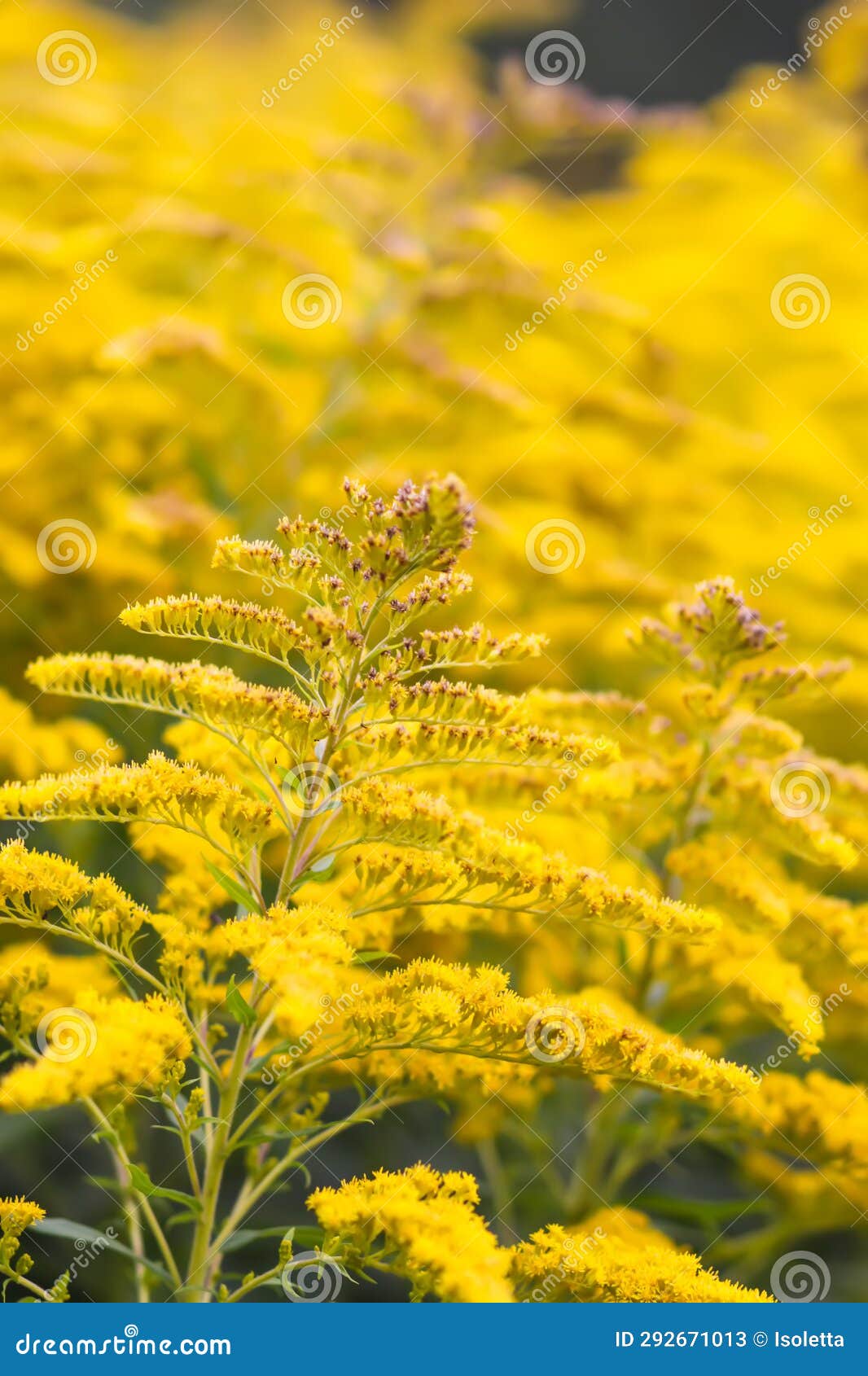 Yellow Flowers of Goldenrod or Solidago Canadensis, Canada Goldenrod or ...