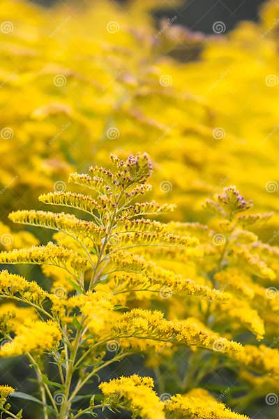 Yellow Flowers of Goldenrod or Solidago Canadensis, Canada Goldenrod or ...