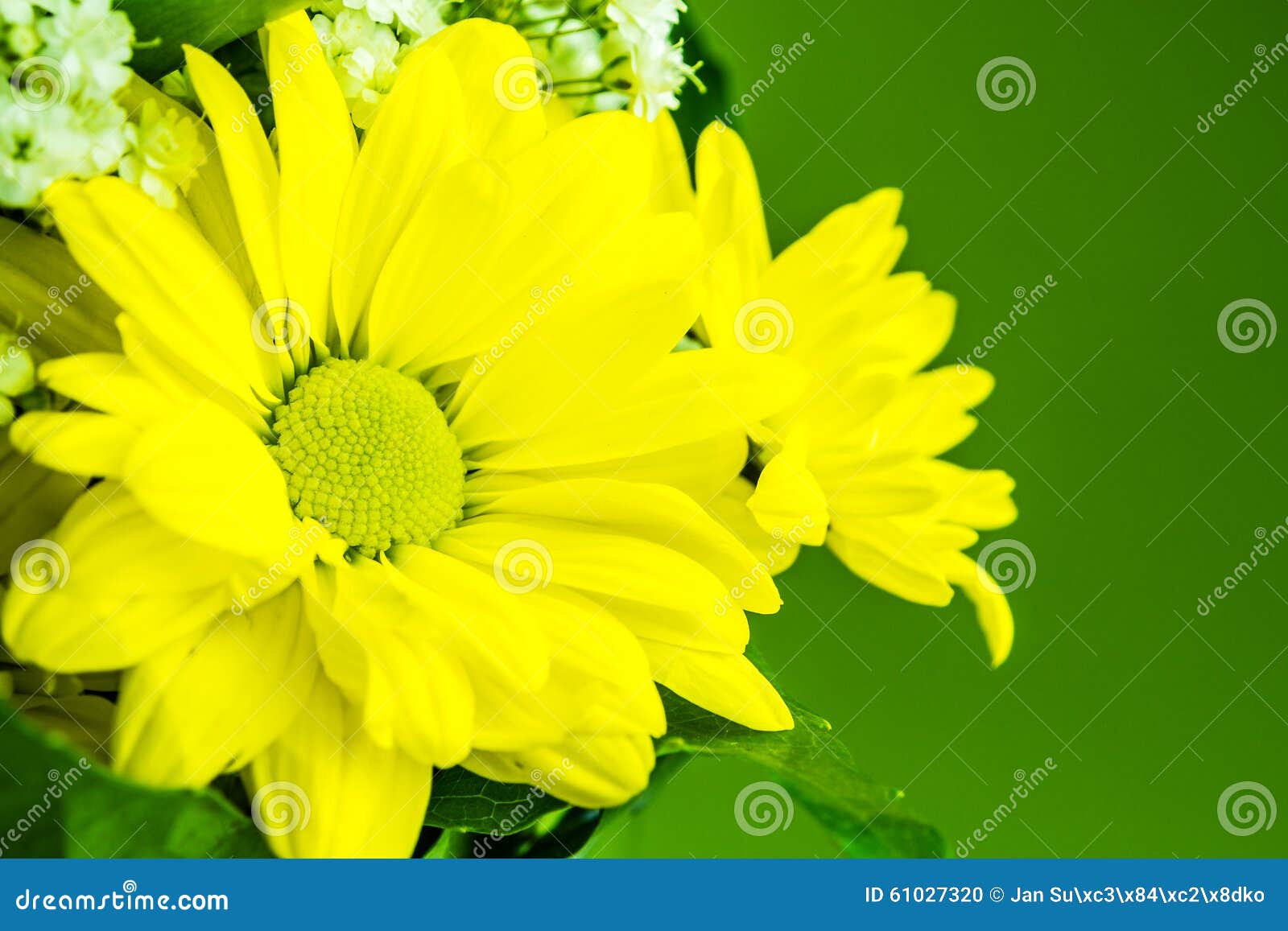 Yellow Flowers on Green Background Stock Photo Image of colorful