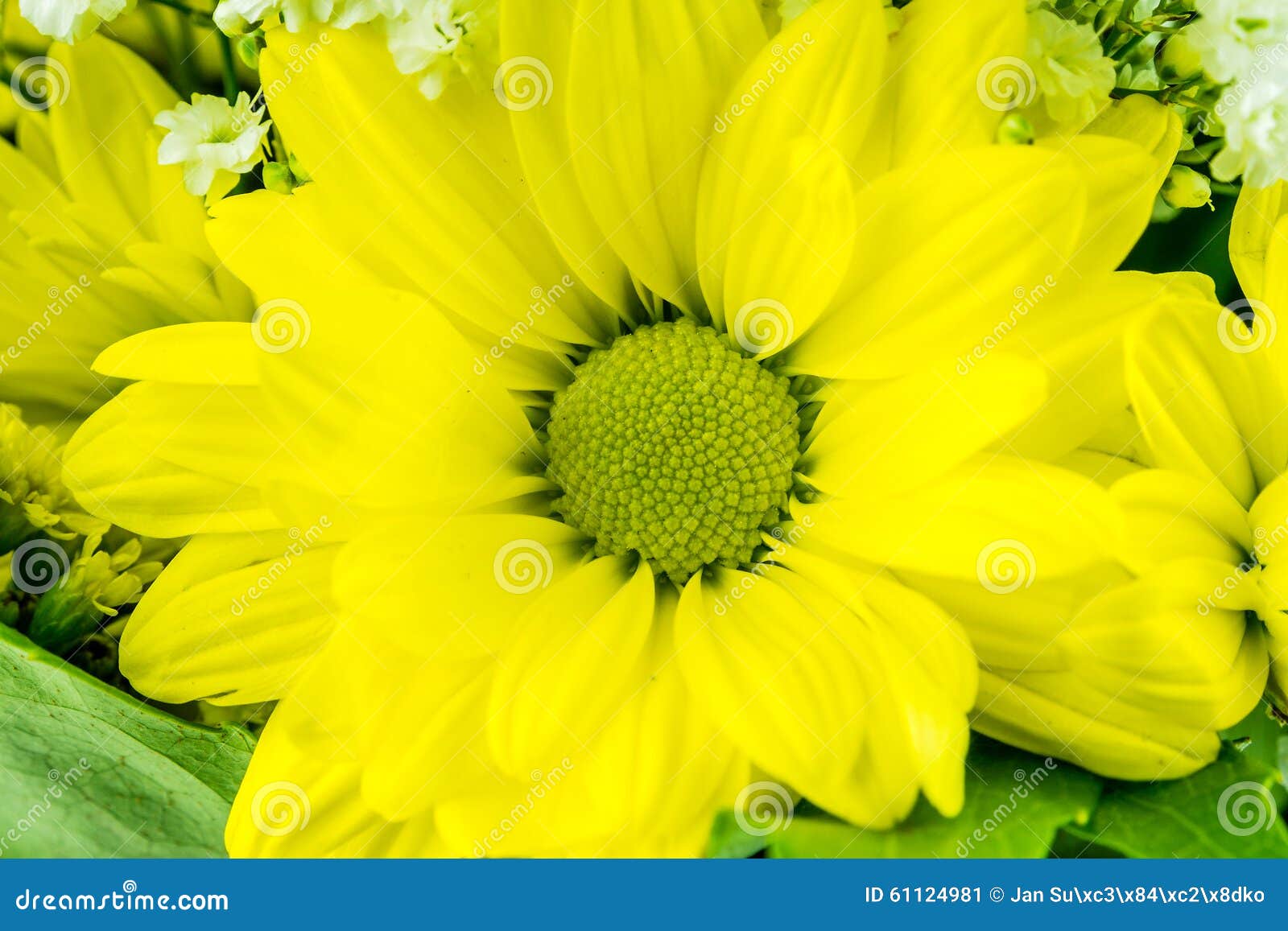 Yellow Flowers on Green Background Stock Image Image of blossom