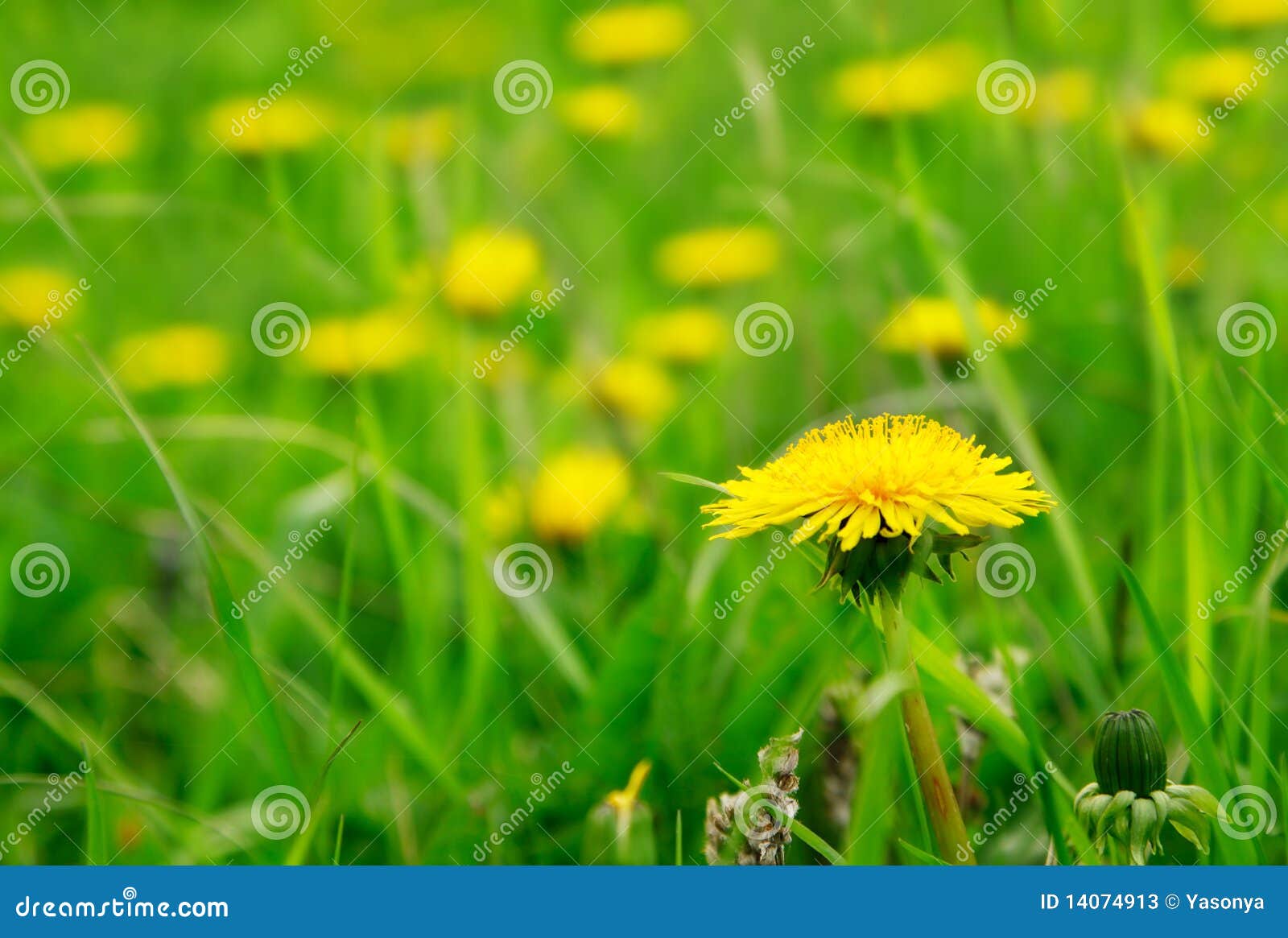 Yellow Flowers on the Green Grass Stock Image Image of garden