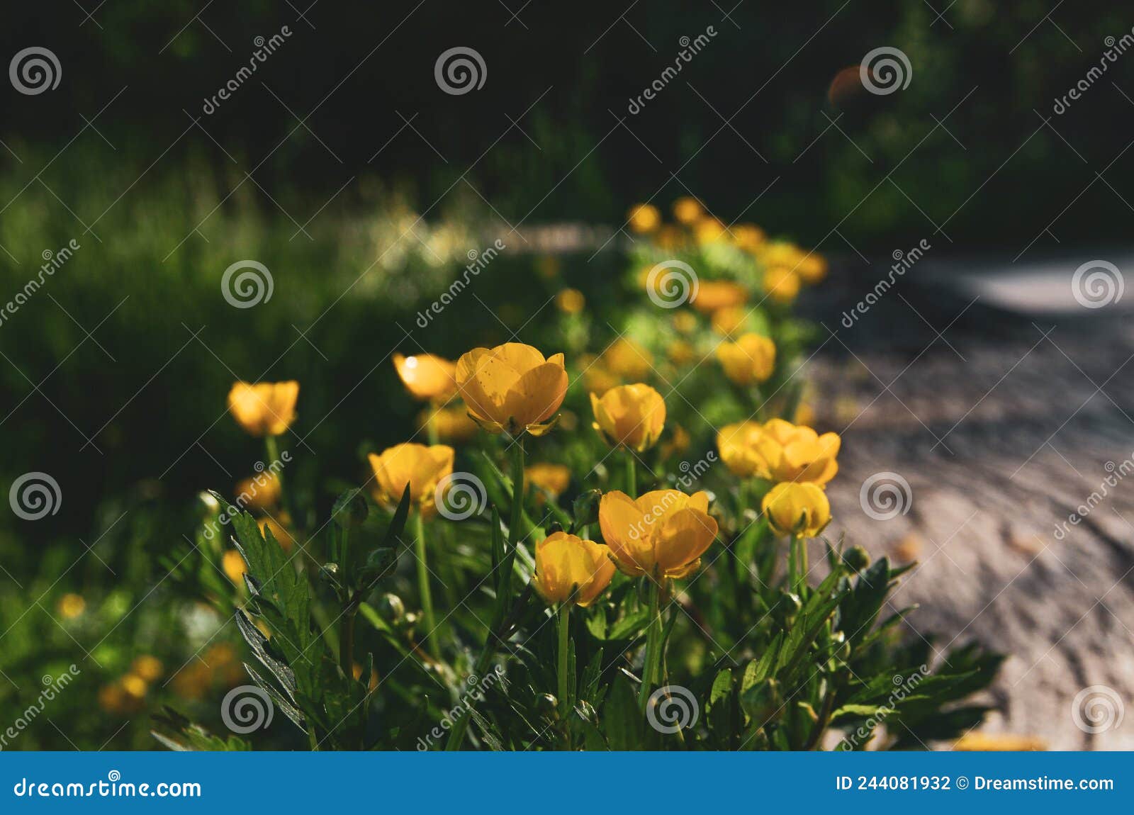 Yellow Flowers in Green Grass Stock Photo Image of lawn, field 244081932
