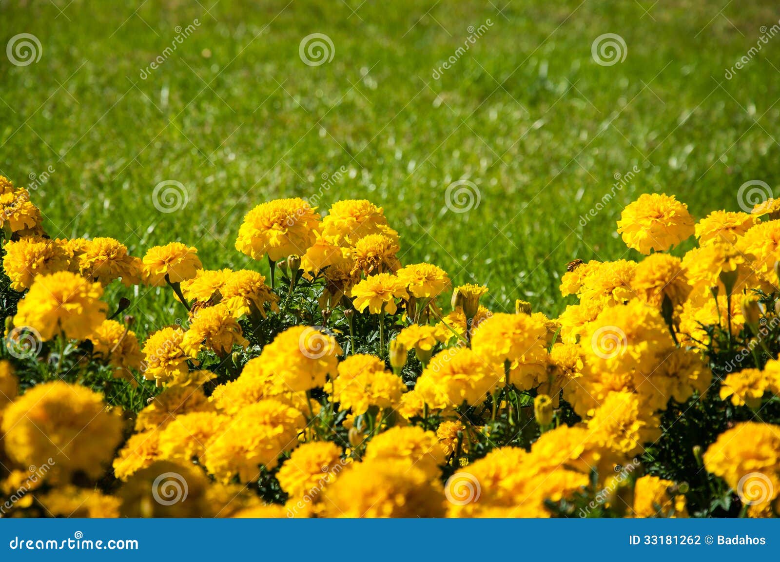 Yellow flowers stock photo. Image of sunbeam, spring 33181262