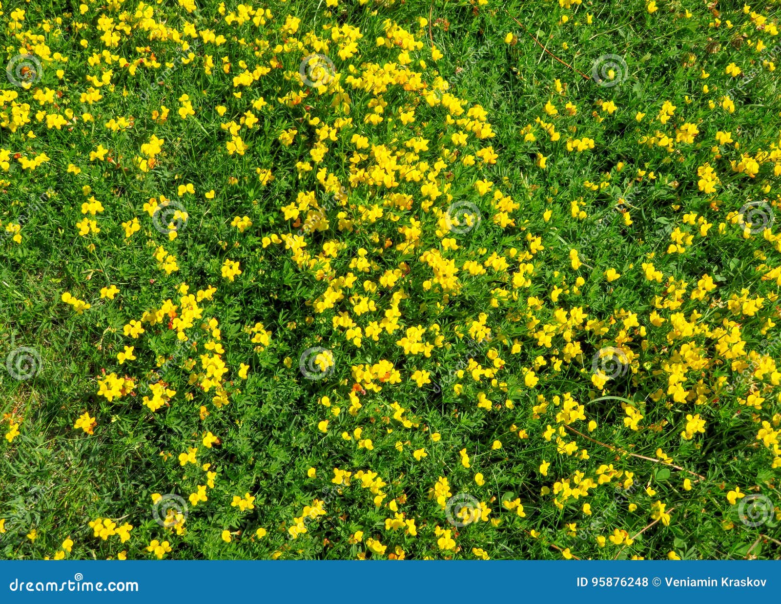 Yellow Flowers on Green Grass Stock Photo Image of plant, flowers