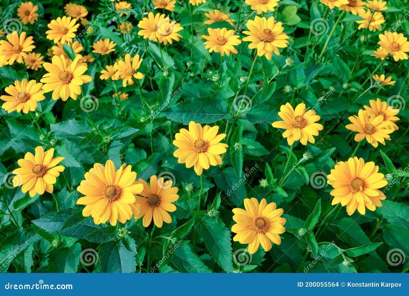 Yellow Flowers on Green Grass Background in Sunlight Stock Photo