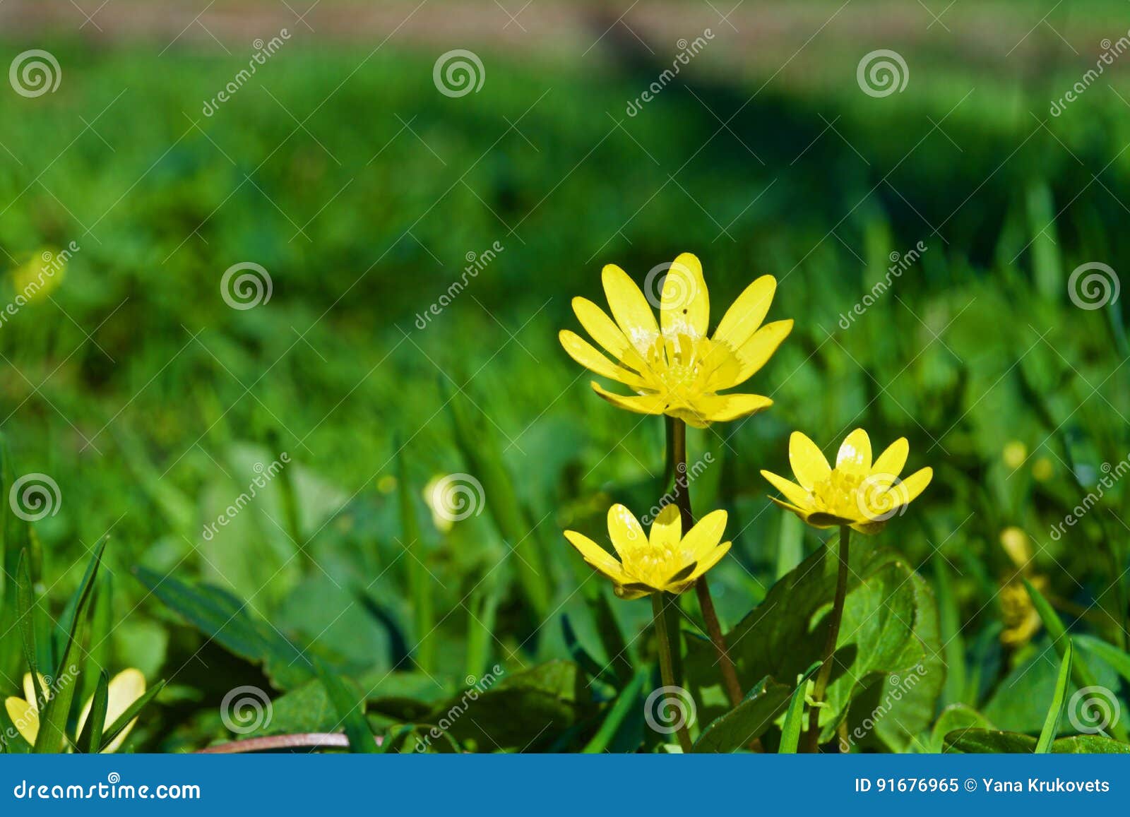 Yellow Flowers in the Green Grass Stock Image Image of meadow, flower