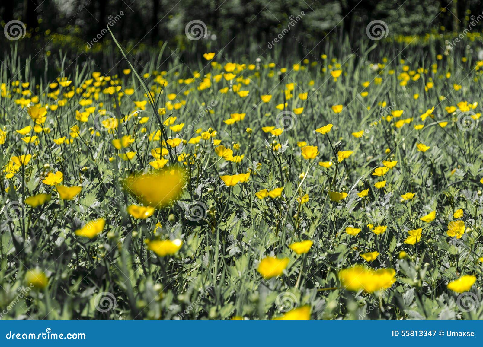 Yellow Flowers in Green Grass Close Up. Stock Image Image of floral