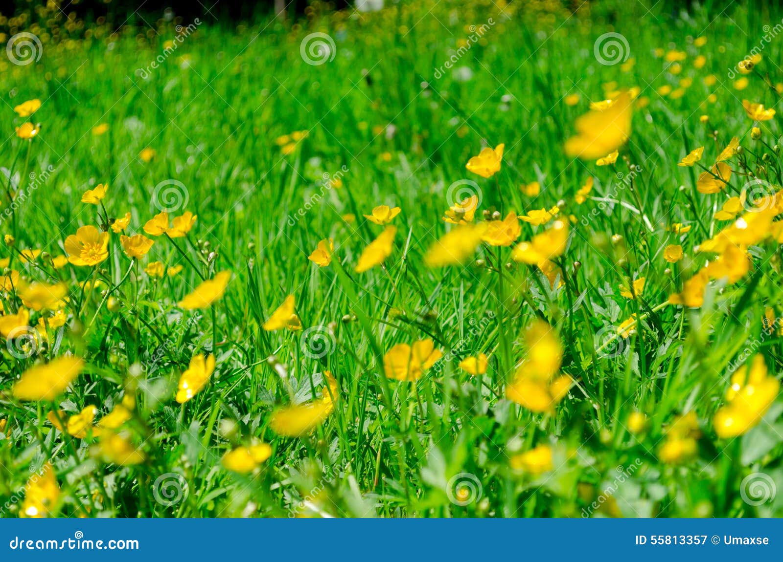 Yellow Flowers in Green Grass Close Up. Stock Image Image of grass