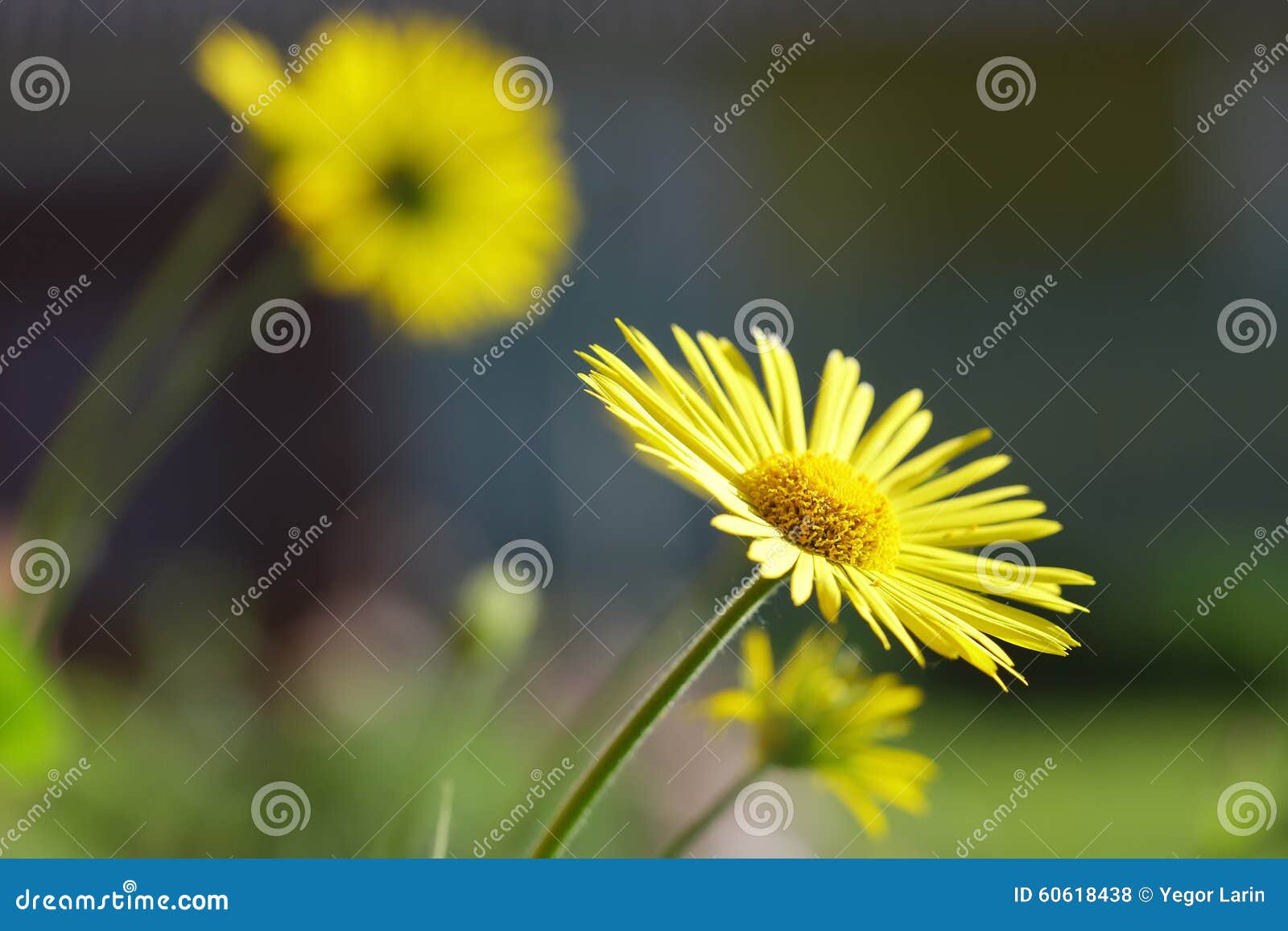 Yellow Flowers on Green Grass Stock Photo Image of macro, outdoors