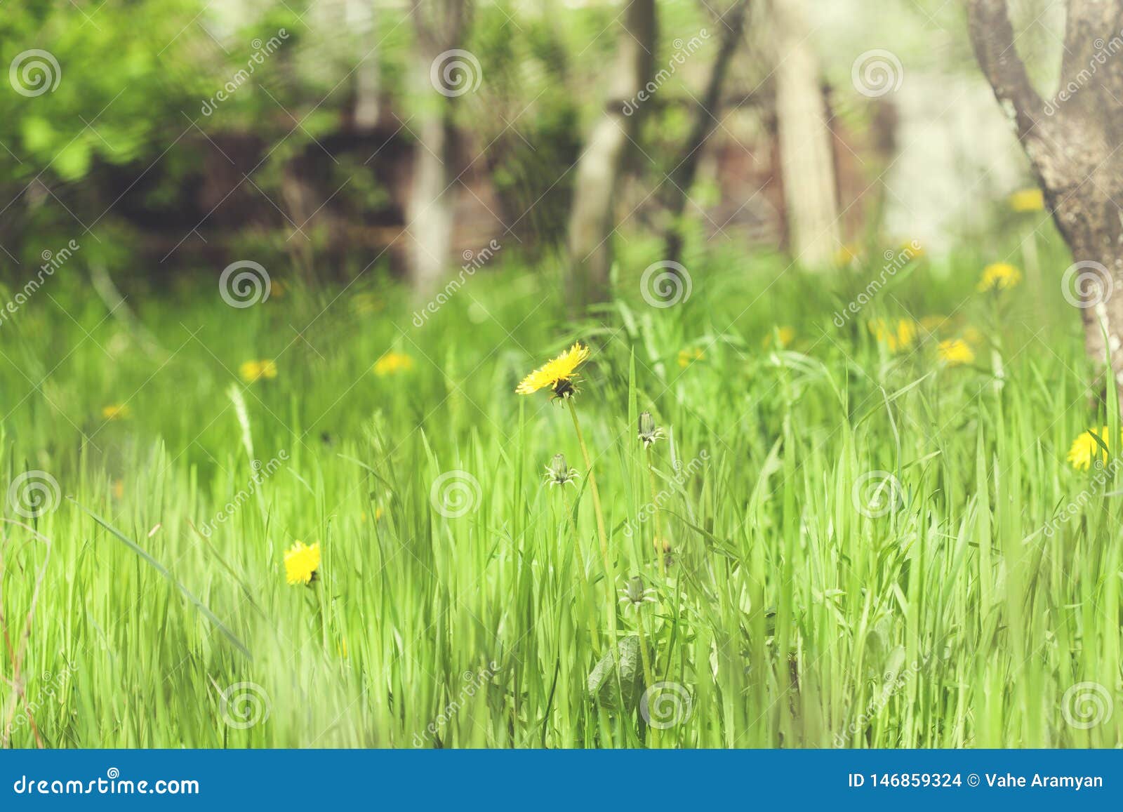 Yellow Flowers in Green Grass Stock Photo Image of yellow, background