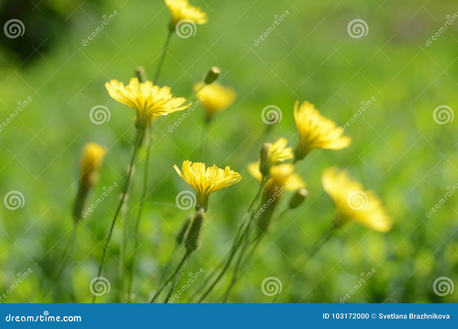 The Yellow Flowers on the Green Grass Stock Photo Image of landscape