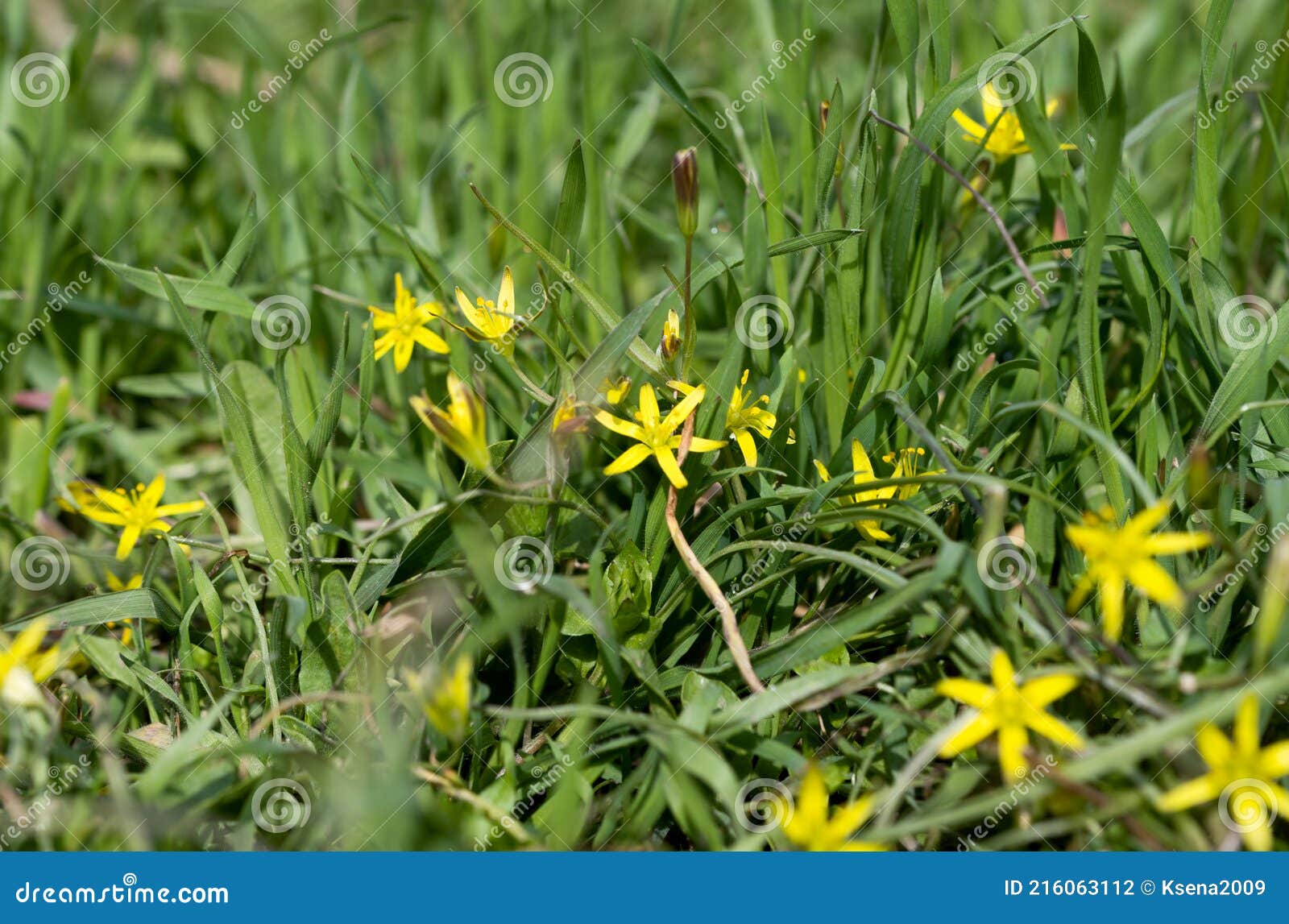 Yellow Flowers in Green Grass Spring Meadow Stock Photo Image of