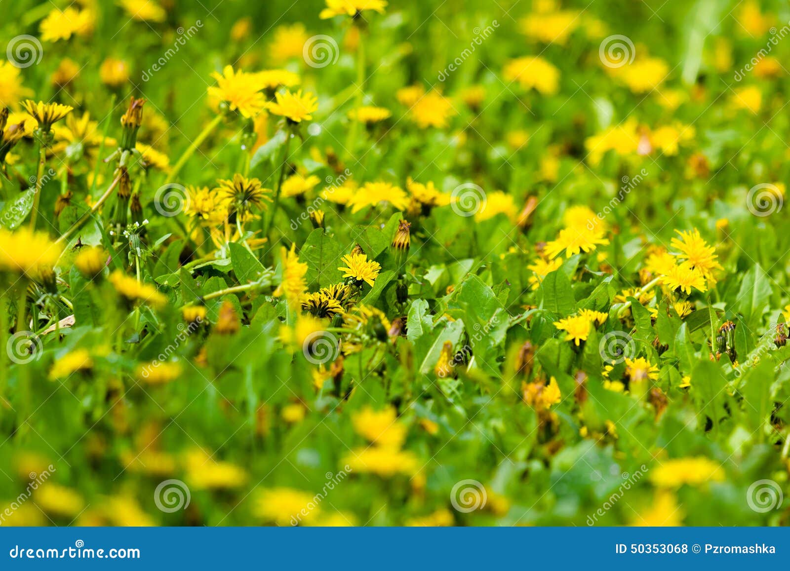 Yellow Flowers among the Green Grass. Stock Photo Image of green