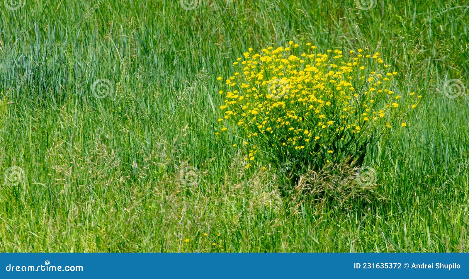 Yellow Flowers on Green Grass in Summer. Stock Photo Image of color