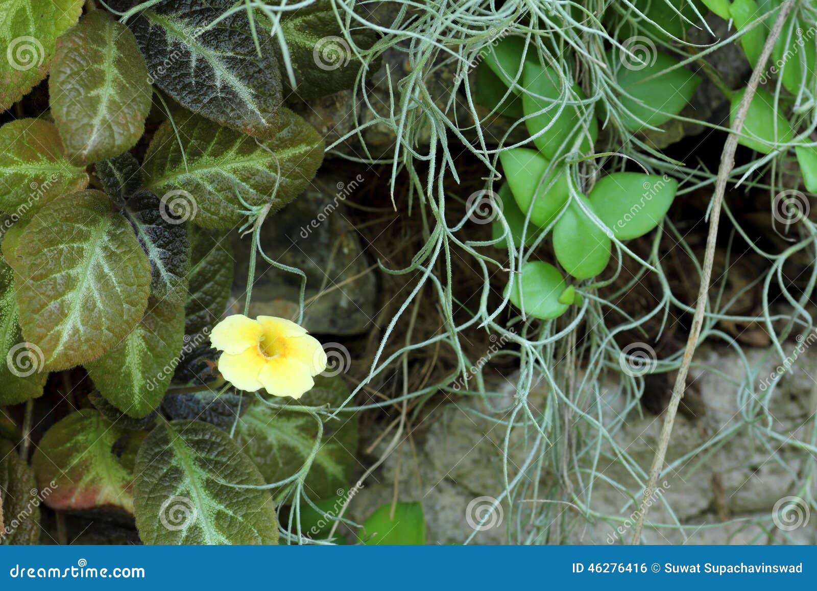 Yellow Flowers with Green Leaf Spanish Moss Stock Photo Image of wall