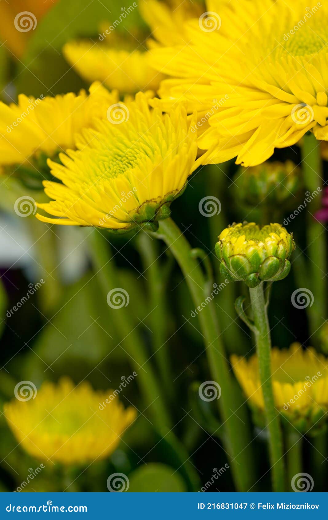 Yellow Flowers with Green Stems Blurry Background Stock Image Image