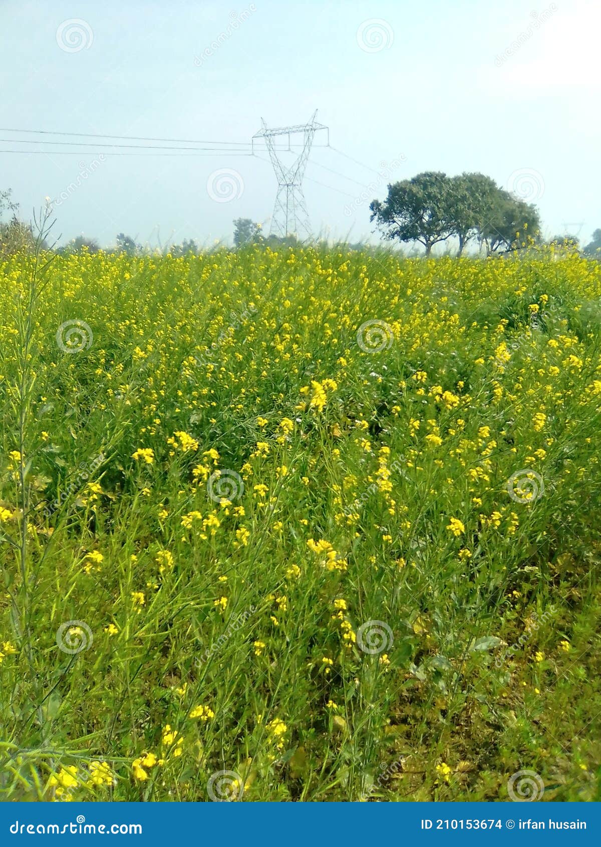 Yellow Flowers and Green Tree Stock Photo Image of husain, dghopf