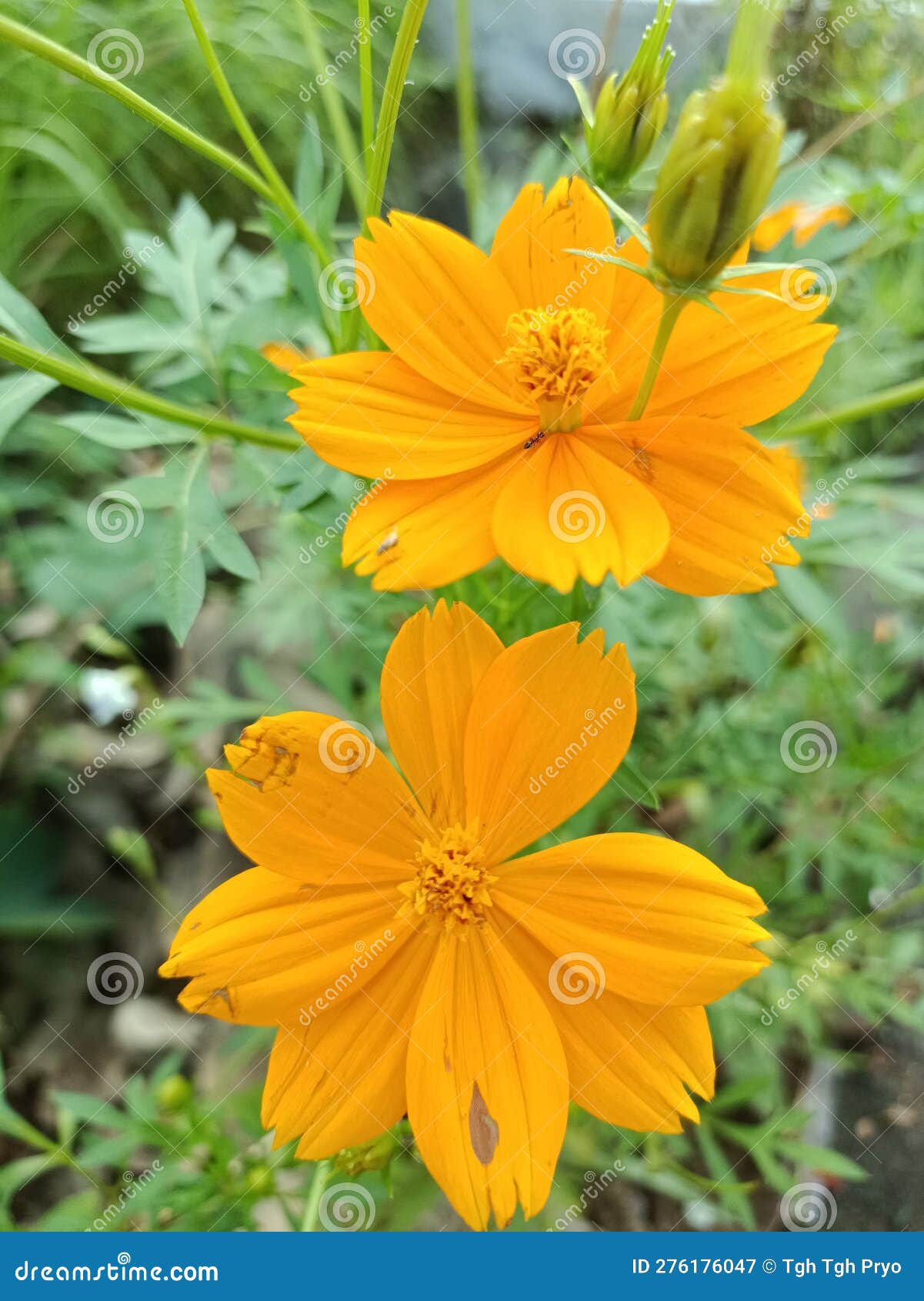 Yellow Flowers that Grow by the Side of the Road Stock Image Image of