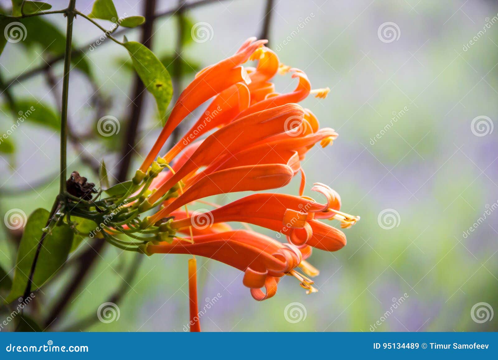Yellow flowers hanging stock image. Image of flowers 95134489