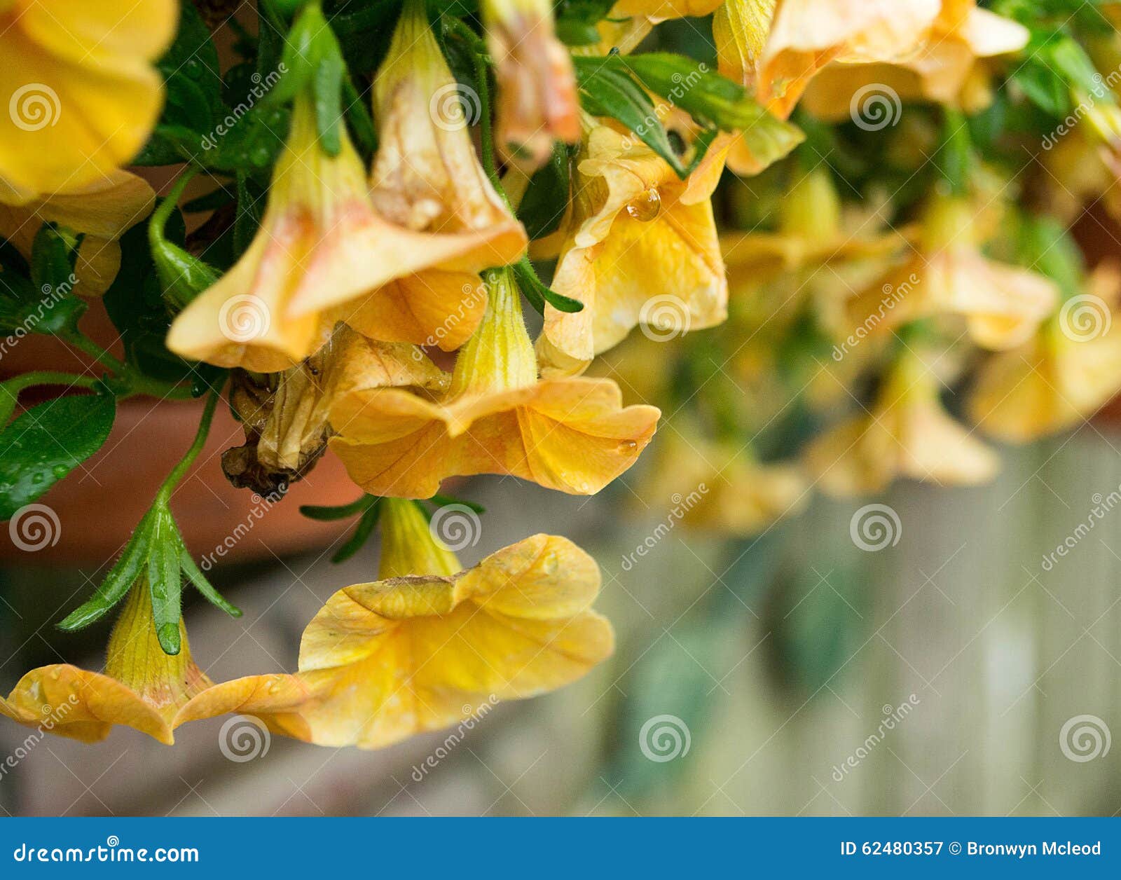 Yellow flowers stock image. Image of petal, leaves, drops 62480357