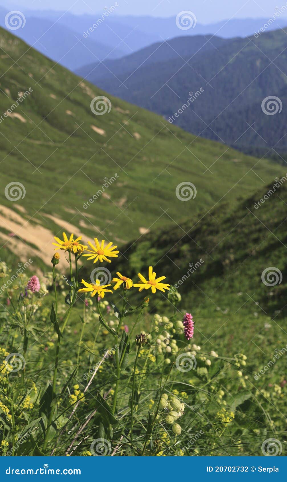 Yellow flowers on hillside stock photo. Image of hillside 20702732