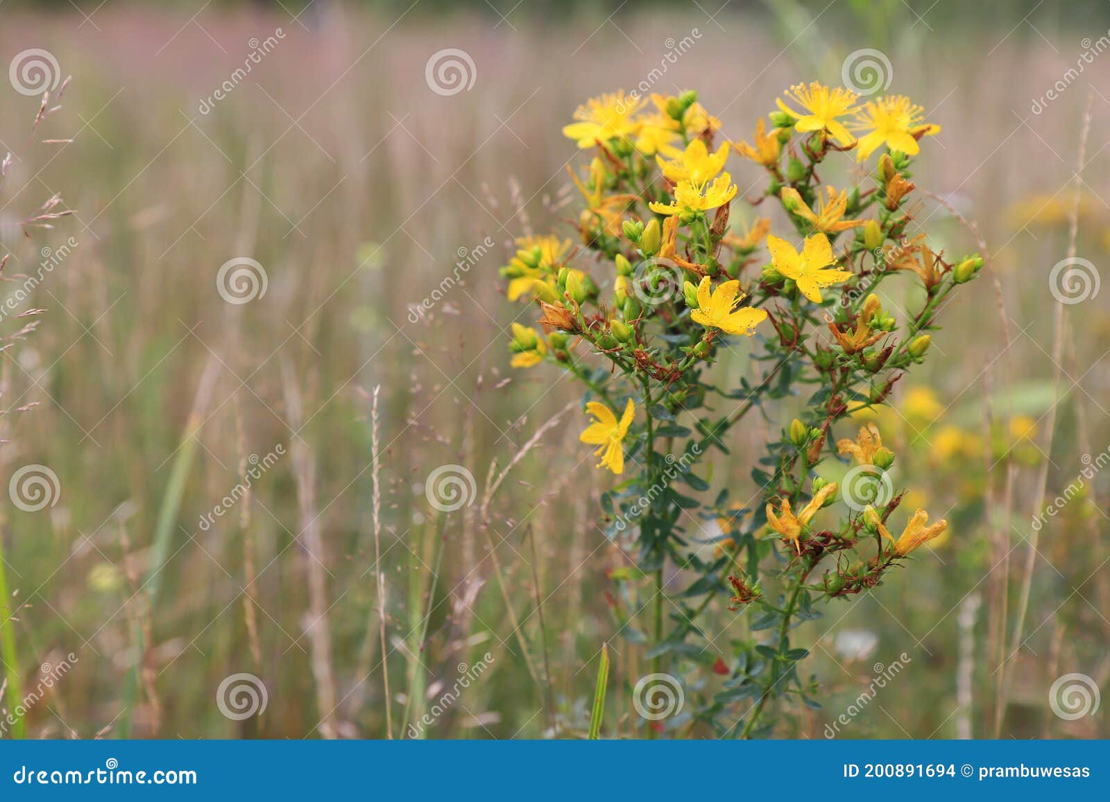 yellow flowers of hypericum perforatum (perforate st john`s-wort) in a field in the morning, close up, copy space
