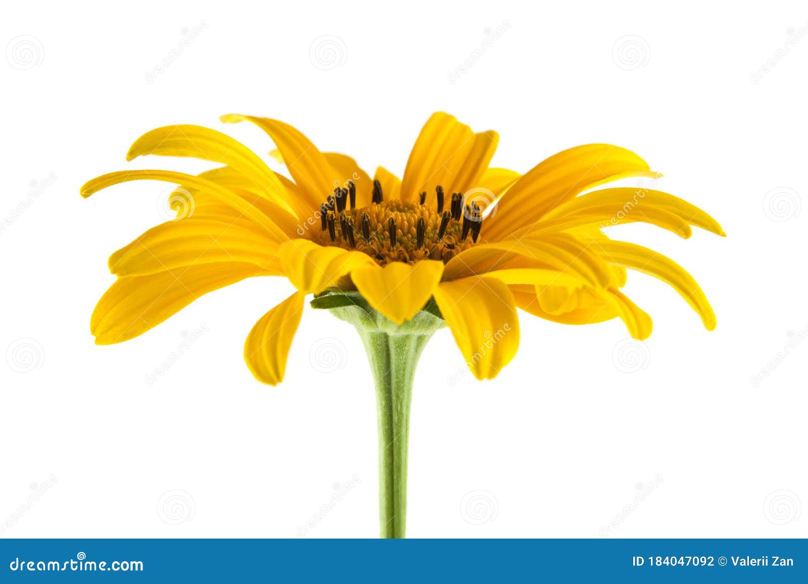 Yellow Flowers Isolated on White Background Stock Photo - Image of
