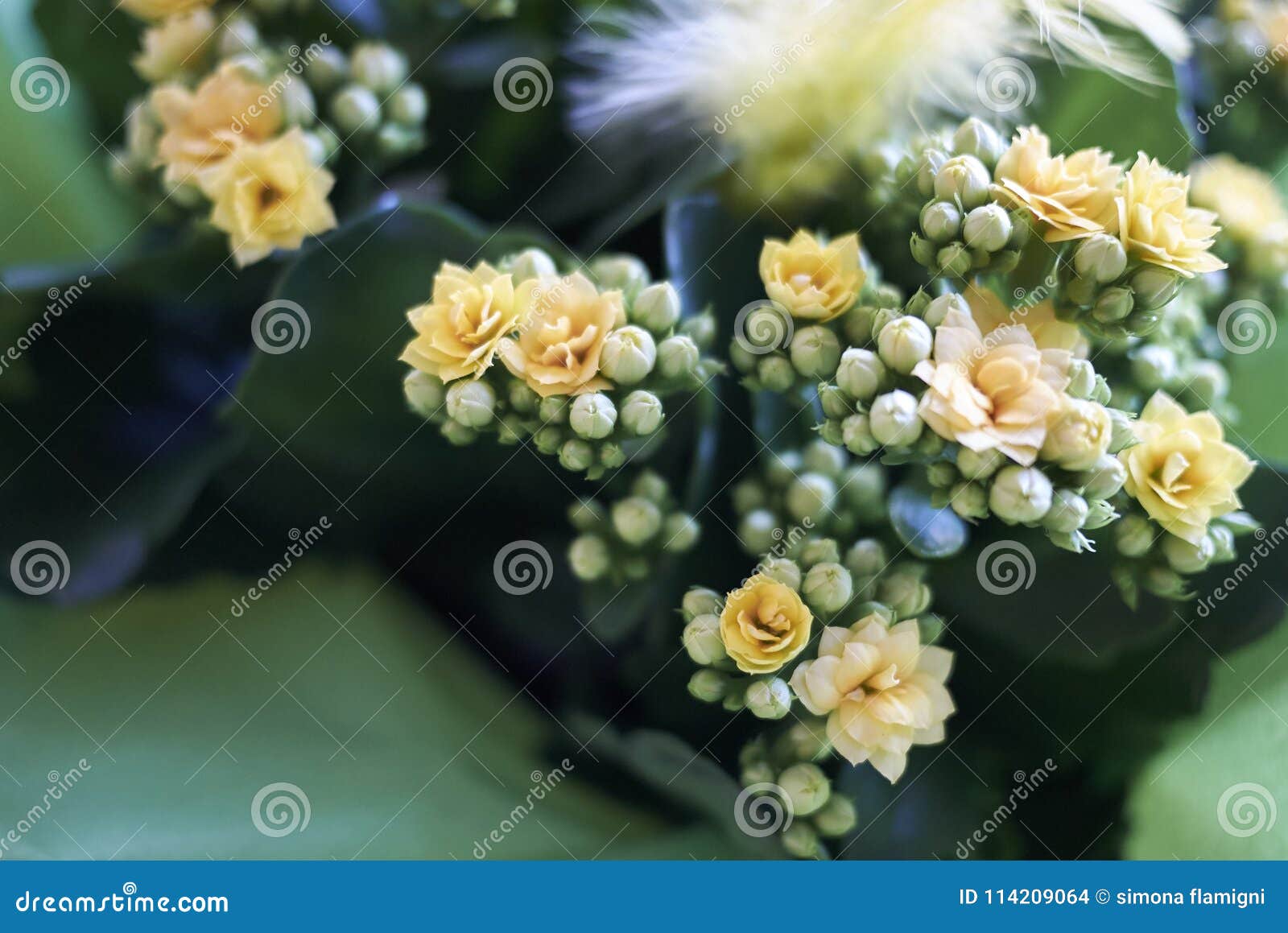 Yellow flowers Kalanchoe stock photo. Image of background 114209064