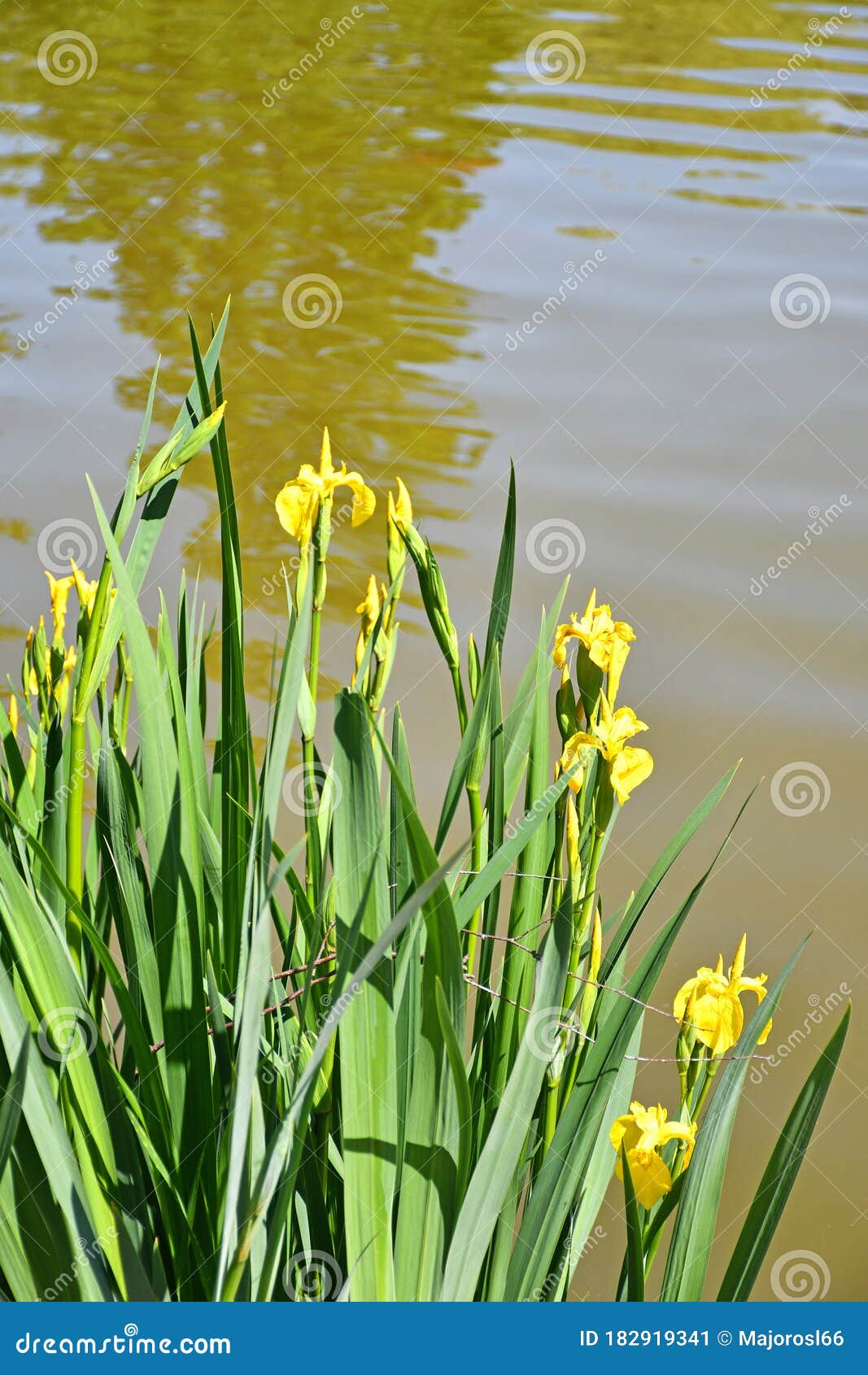 Yellow Flowers at the Lake Spring Time Stock Image Image of blossom