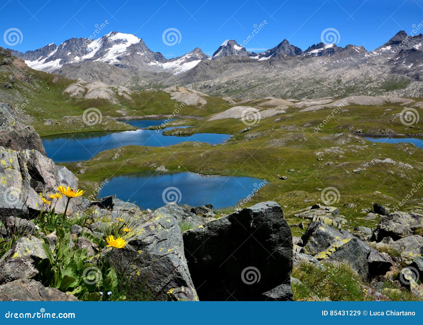 yellow flowers, lakes and mountains in the nivolet plan - gran paradiso national park - italy