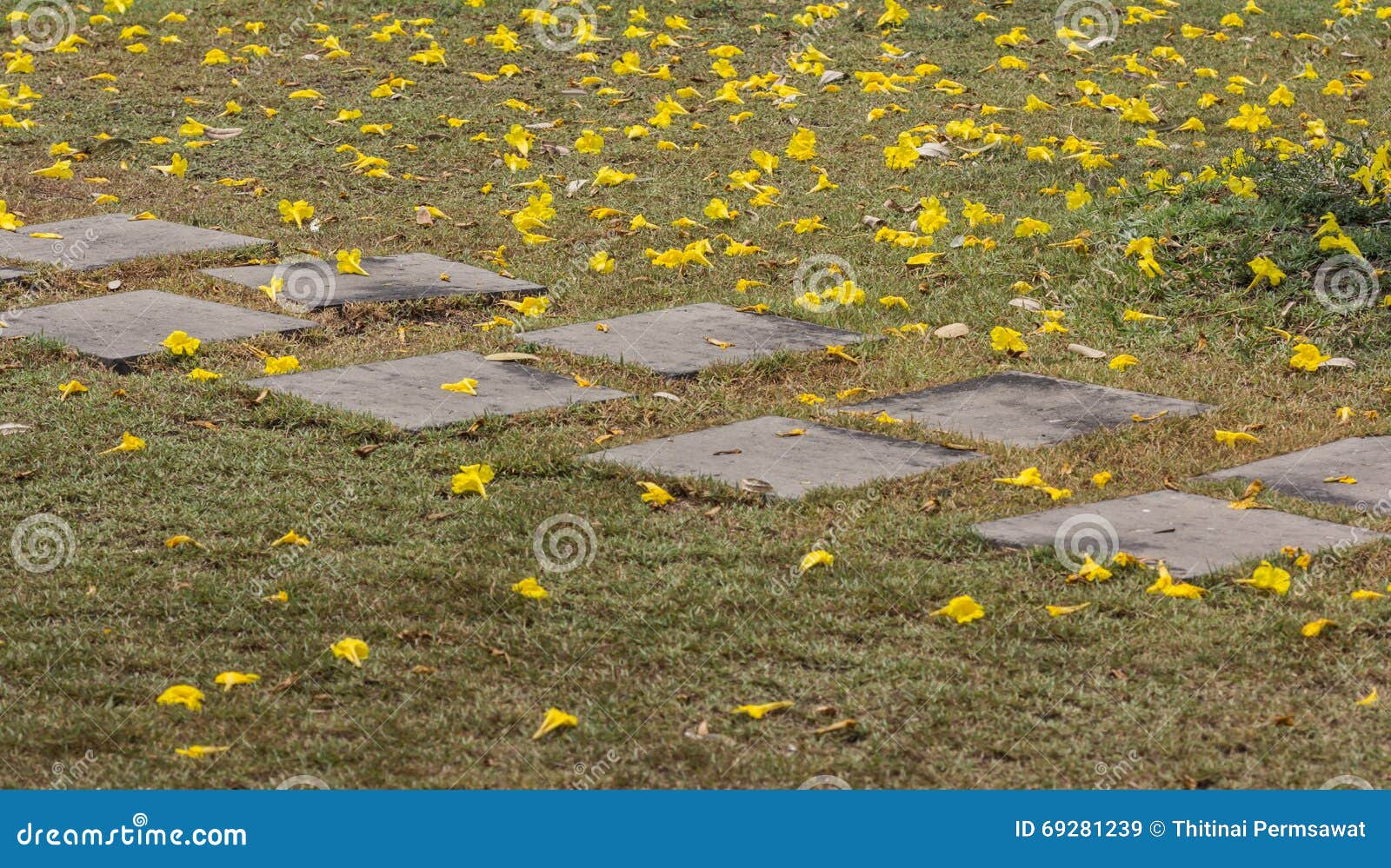 Yellow flowers on the lawn stock image. Image of climate 69281239