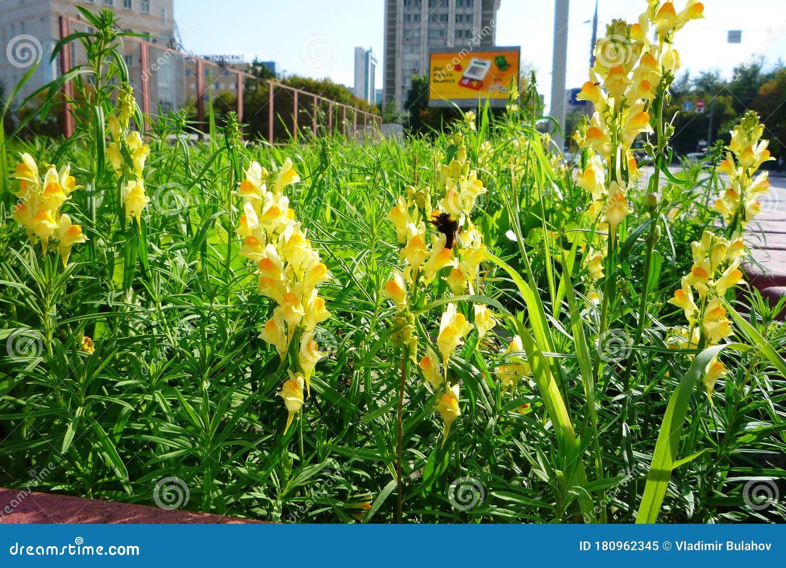 Yellow flowers on the lawn stock image. Image of russia 180962345