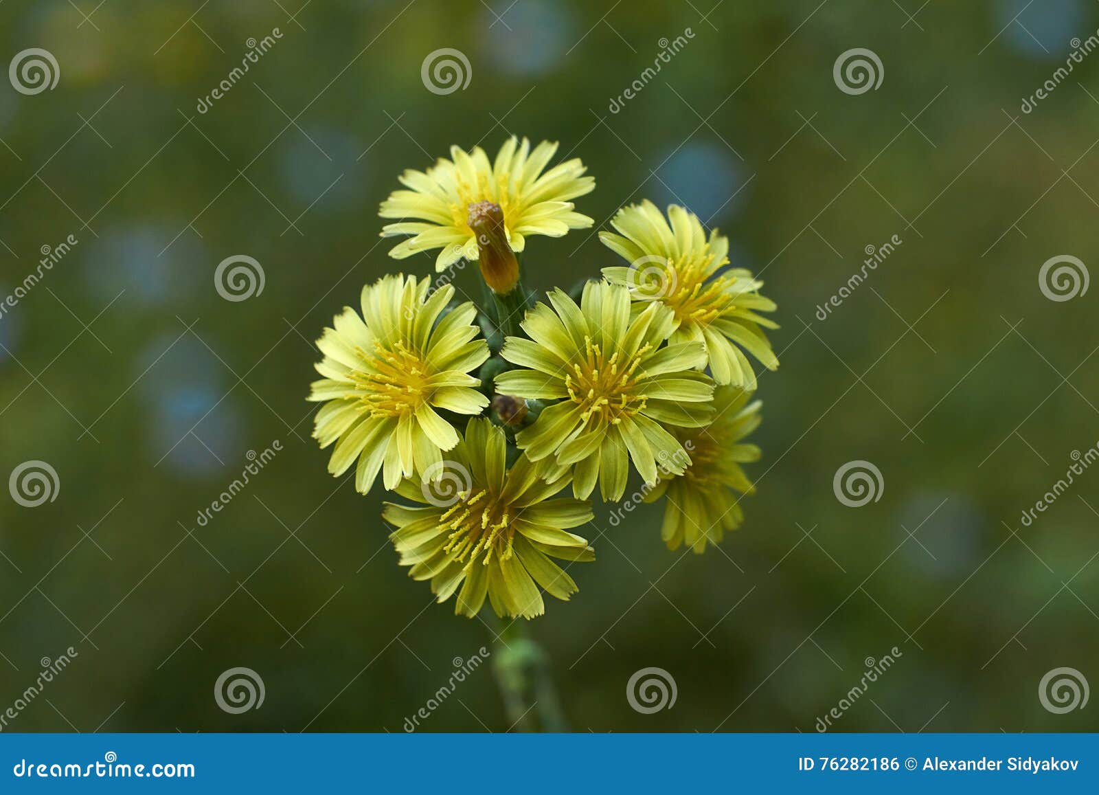 Yellow Flowers Lettuce Lactuca Serriola. Stock Photo Image of nature