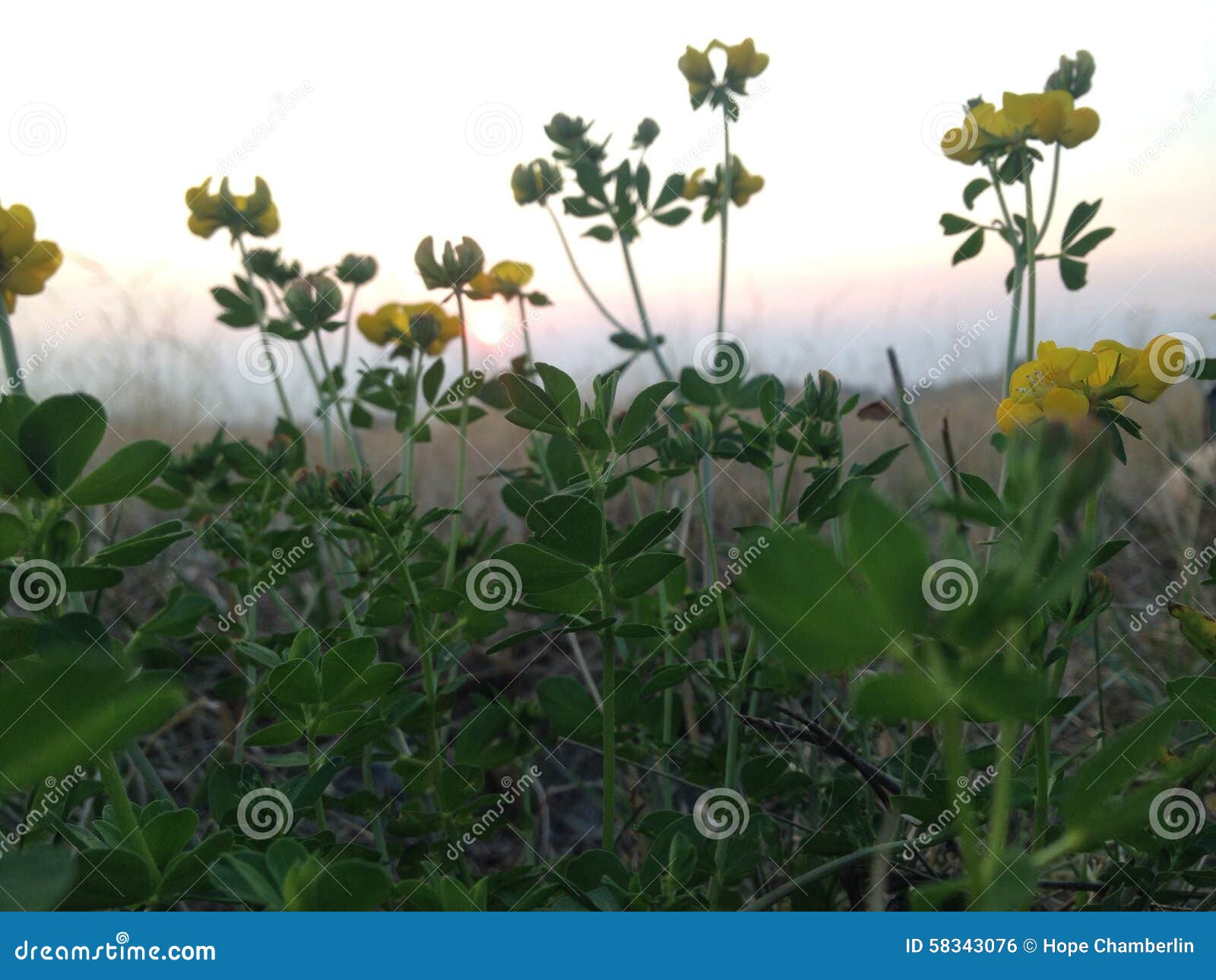 Yellow flowers stock photo. Image of yellow, shrub, little 58343076