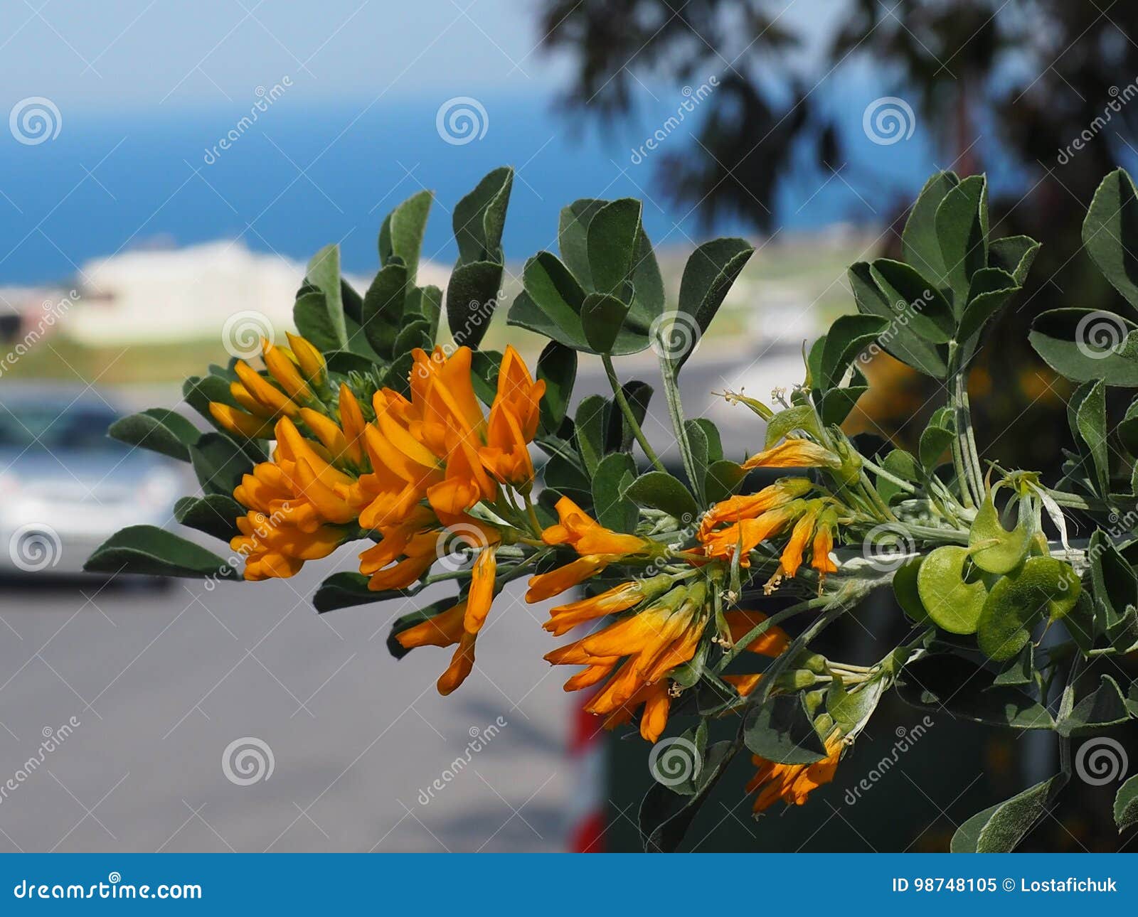 medicago arborea or tree medick flowers in crete greece